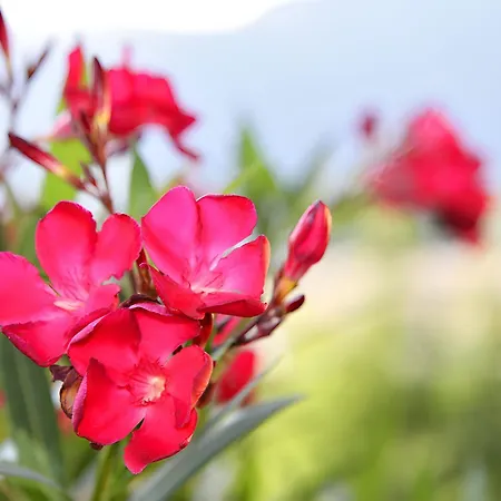 Nr 23 Haus Voglreiter Appartamento