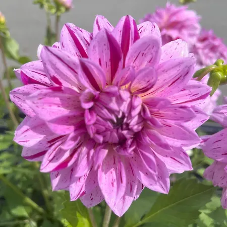 Nr 23 Haus Voglreiter Appartamento