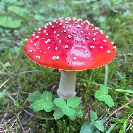 Διαμέρισμα Nr 23 Haus Voglreiter Kaprun