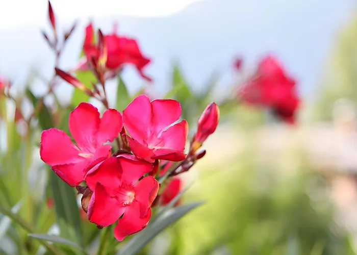 Nr 23 Haus Voglreiter Apartmán