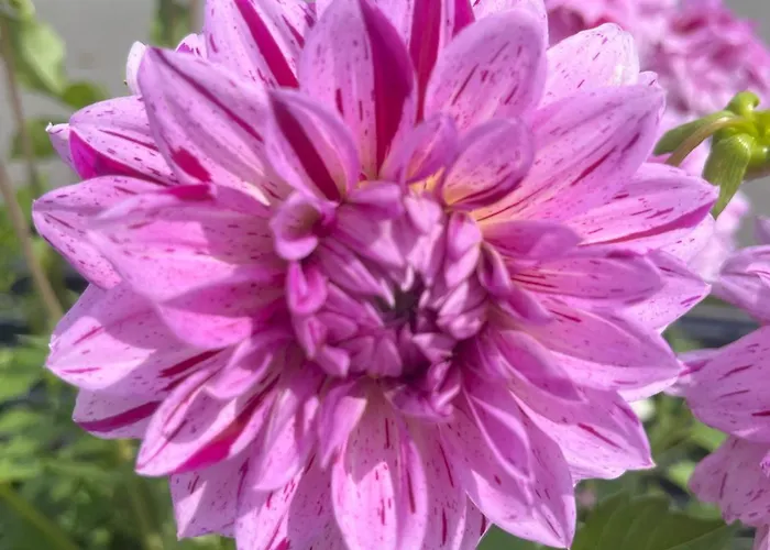 Nr 23 Haus Voglreiter Appartement